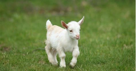 young of a goat is called